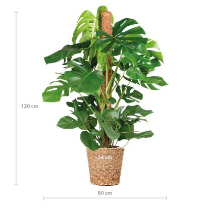 Monstera Deliciosa XL with Torun basket - 120cm - Ø24