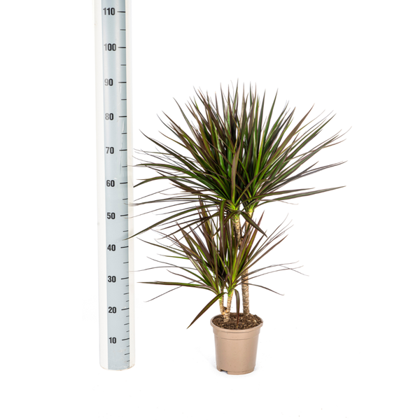 Dracaena Marginata Magenta Ø17cm - ↕60cm