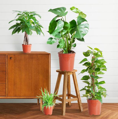 Easy Care Plant Box - Medium - Without Decorative Pots