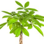 Pachira Aquatica Ø19cm - ↕80cm