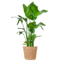 Strelitzia Nicolai XL with Torun basket - 140cm - Ø27
