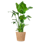 Strelitzia Nicolai XL with Torun basket - 140cm - Ø27