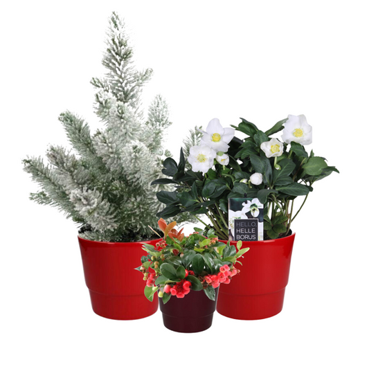 Christmas Plant Box - Set of 3 - Ø10-17cm - ↕15-50cm