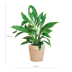 Spathiphyllum with Sofia Natural Basket - 80cm - Ø21