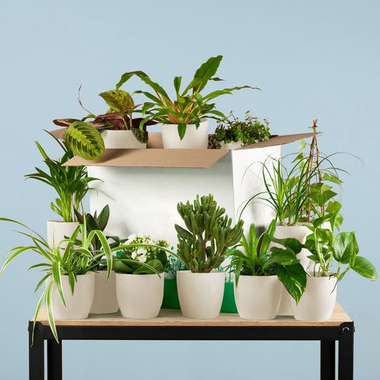 Green Rescue Plant Box (12 pieces) – incl. 12 x Viber White Po