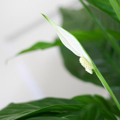 Spathiphyllum with Lisbon Black Basket - 80cm - Ø21