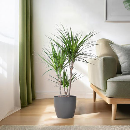 Dracaena Marginata with Grey Viber Pot - 95cm - Ø21