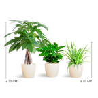 Pet-Friendly Plant Box - Small - with Viber White Pots - Ø12