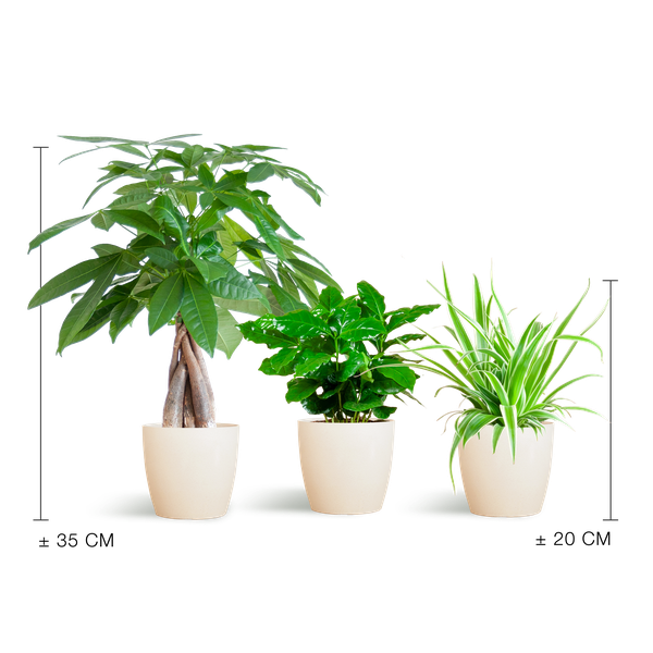 Pet-Friendly Plant Box - Small - with Viber White Pots - Ø12