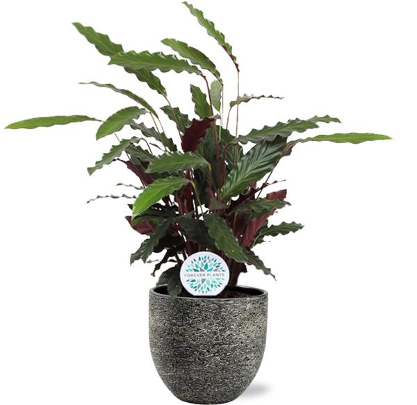 Calathea Rufibarba - Ø21cm - ↕85cm + Tim Pot D24x22cm - Black & White