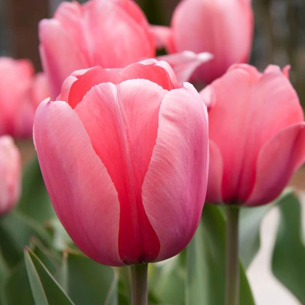 Flowerbulbs Amsterdam - Super Lasting Wild Mix - Bæredygtig fordelspose, 100 blomsterløg til 2,5 m² blomstrende pragt