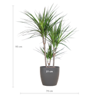 Dracaena Marginata with Grey Viber Pot - 95cm - Ø21