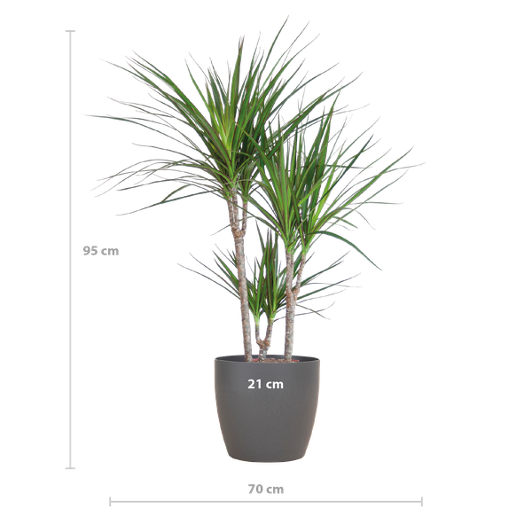 Dracaena Marginata with Grey Viber Pot - 95cm - Ø21