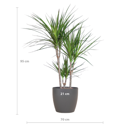 Dracaena Marginata with Grey Viber Pot - 95cm - Ø21