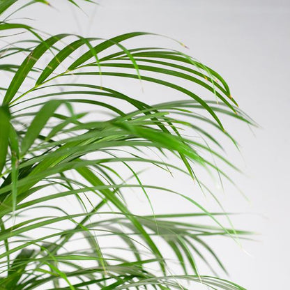 Areca Palm (Dypsis) XL with Torun Basket - 120cm - Ø24