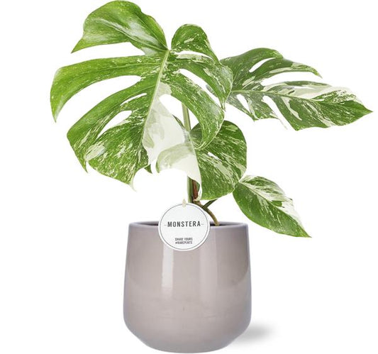 Monstera Deliciosa Variegata - Ø15cm - ↕45cm + Puglia Pot D16.5/18x16cm - Grey