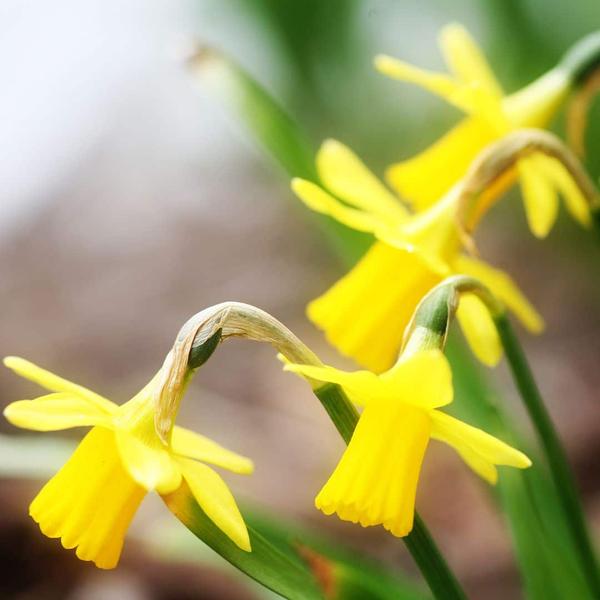 Flowerbulbs Amsterdam - Super Lasting Wild Mix - Bæredygtig fordelspose, 100 blomsterløg til 2,5 m² blomstrende pragt