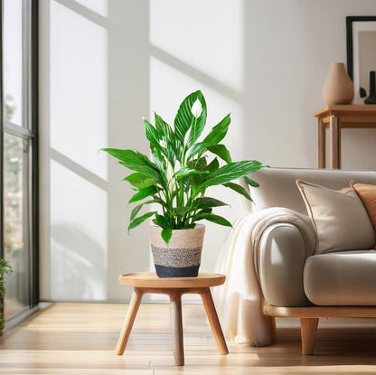 Spathiphyllum with Lisbon Black Basket - 80cm - Ø21