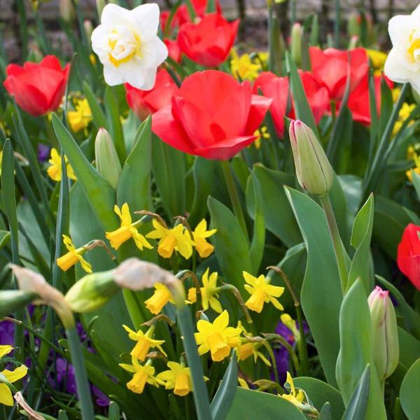 Flowerbulbs Amsterdam - Super Lasting Wild Mix - Bæredygtig fordelspose, 100 blomsterløg til 2,5 m² blomstrende pragt