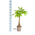 Pachira Aquatica Ø19cm - ↕80cm