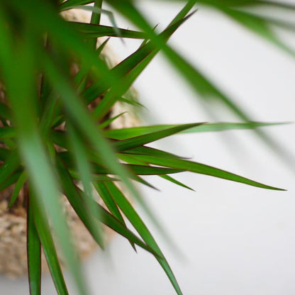 Dracaena Marginata with Grey Viber Pot - 95cm - Ø21