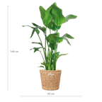 Strelitzia Nicolai XL with Torun basket - 140cm - Ø27