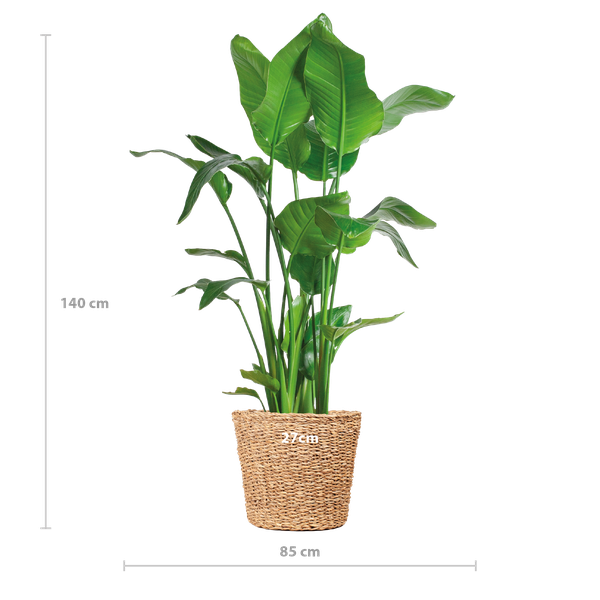 Strelitzia Nicolai XL with Torun basket - 140cm - Ø27