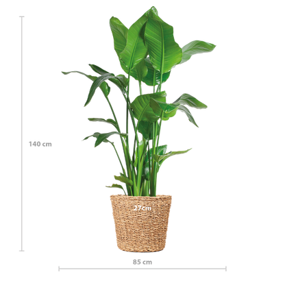 Strelitzia Nicolai XL with Torun basket - 140cm - Ø27