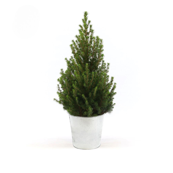 Picea Glauca 'December' + Zinkpot - Ø21 cm - ↕70 cm