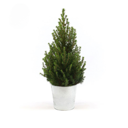 Picea Glauca 'December' + Zinkpot - Ø21 cm - ↕70 cm