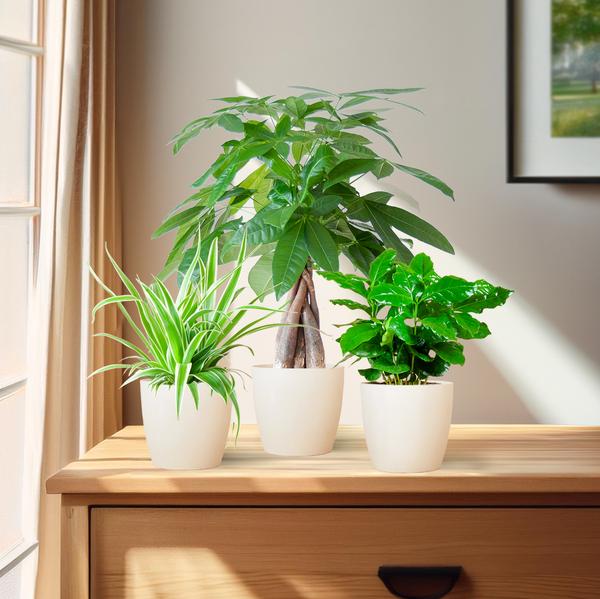 Pet-Friendly Plant Box - Small - with Viber White Pots - Ø12