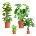 Easy Care Plant Box - Medium - Without Decorative Pots