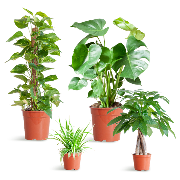 Easy Care Plant Box - Medium - Without Decorative Pots