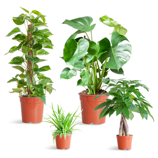 Easy Care Plant Box - Medium - Without Decorative Pots