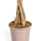 Pachira Aquatica Ø19cm - ↕80cm