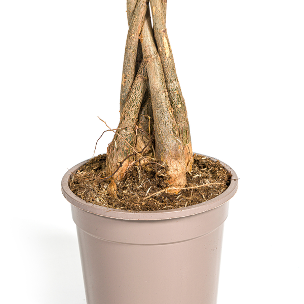 Pachira Aquatica Ø19cm - ↕80cm