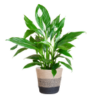 Spathiphyllum with Lisbon Black Basket - 80cm - Ø21
