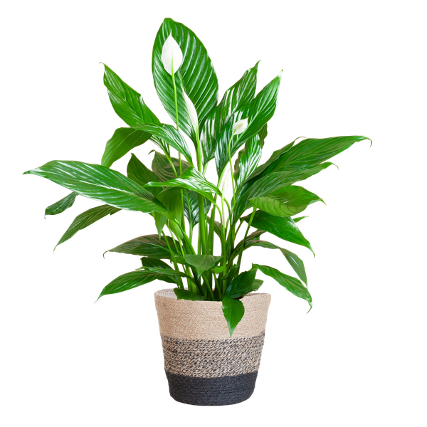 Spathiphyllum with Lisbon Black Basket - 80cm - Ø21