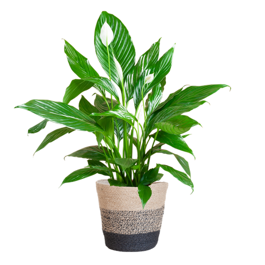 Spathiphyllum with Lisbon Black Basket - 80cm - Ø21