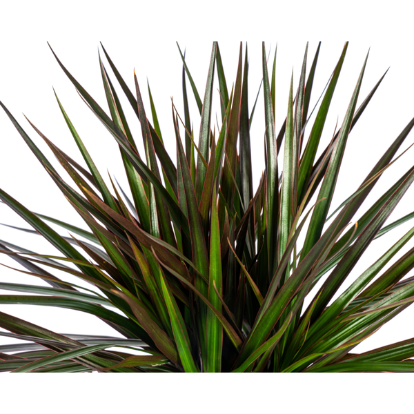 Dracaena Marginata Magenta Ø17cm - ↕60cm