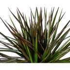 Dracaena Marginata Magenta Ø17cm - ↕60cm