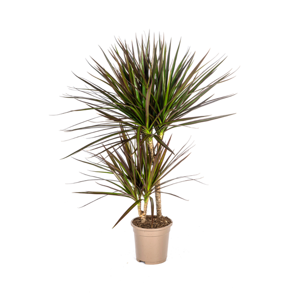 Dracaena Marginata Magenta Ø17cm - ↕60cm