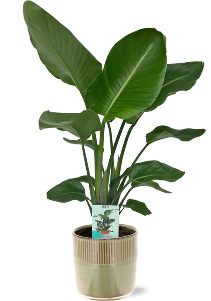 Strelitzia Nicolai - Ø19cm - ↕90cm + Terni Pot D20x20cm - Green