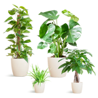 Easy Care Plant Box - Medium - Includes Viber Pots (White)