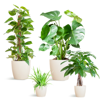 Easy Care Plant Box - Medium - Includes Viber Pots (White)