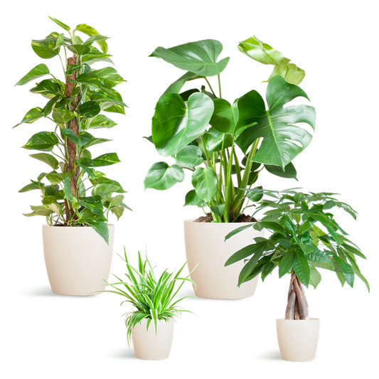 Easy Care Plant Box - Medium - Includes Viber Pots (White)