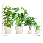 Easy Care Plant Box - Medium - Includes Viber Pots (White)