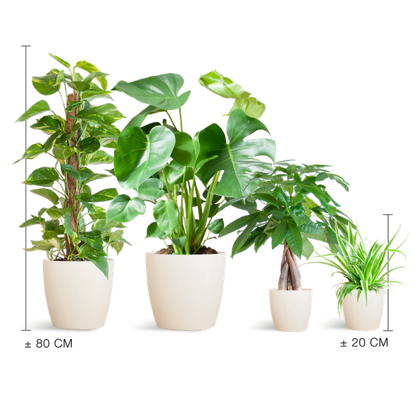 Easy Care Plant Box - Medium - Includes Viber Pots (White)