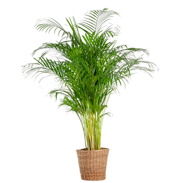 Areca Palm (Dypsis) XL with Torun Basket - 120cm - Ø24