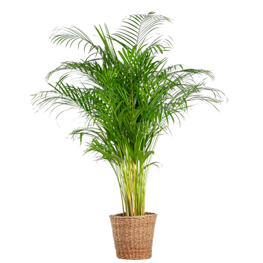 Areca Palm (Dypsis) XL with Torun Basket - 120cm - Ø24